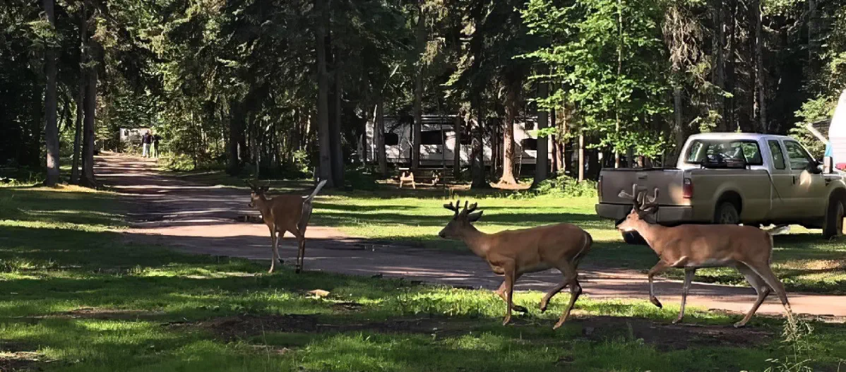Michel Point Campground Amazing Fishing and Camping
